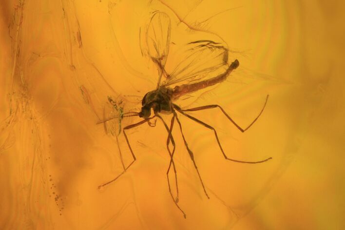 Detailed Fossil Fly (Diptera) In Baltic Amber #81810